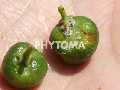Delottococcus aberiae 
